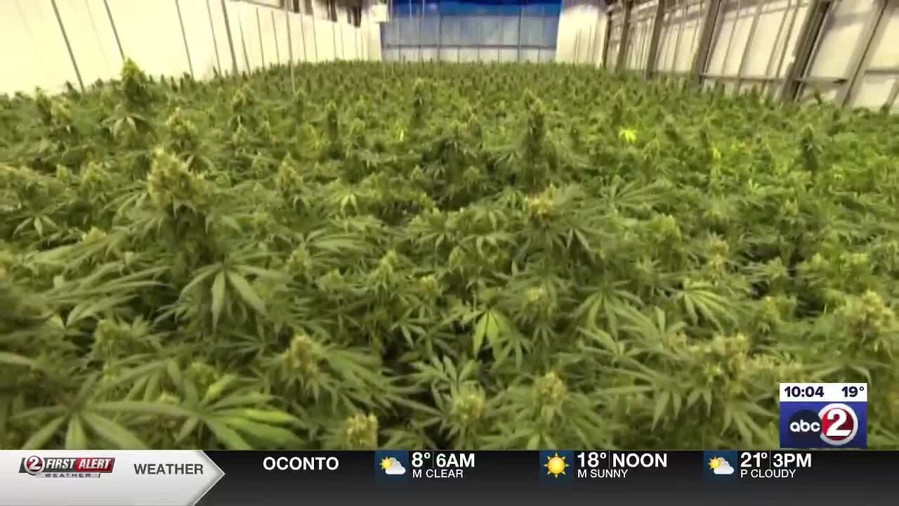 Democrats propose bill to legalize marijuana in Wisconsin