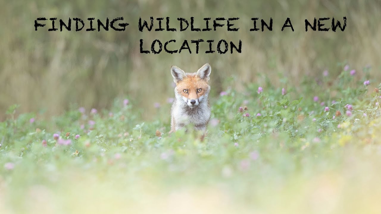 PHOTOGRAPHING FOXES, ROE DEER and HARES in a NEW LOCATION - WILDLIFE VLOG