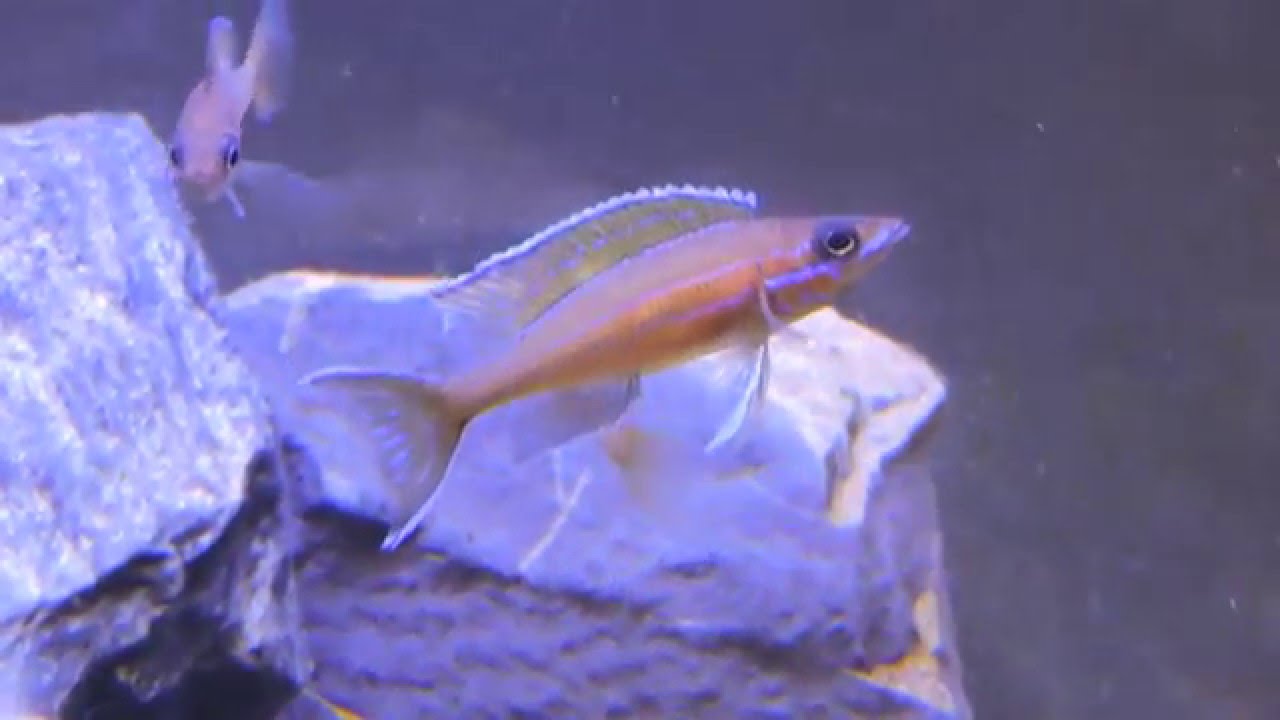 Paracyprichromis nigripinnis 