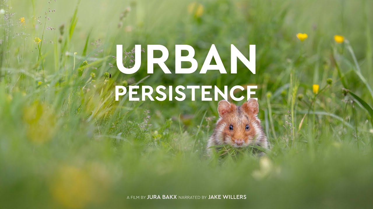 Urban Persistence