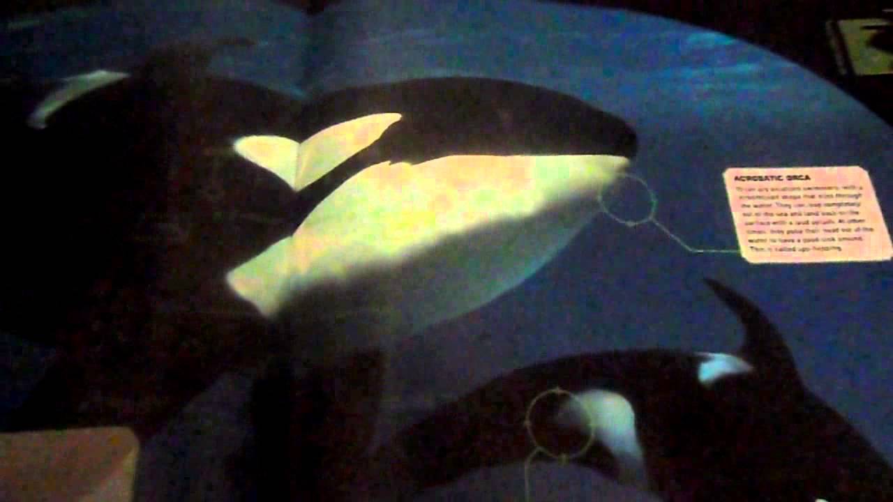 Asmr Short - Lo fi Orca/Killer Whale Facts Soft-Spoken