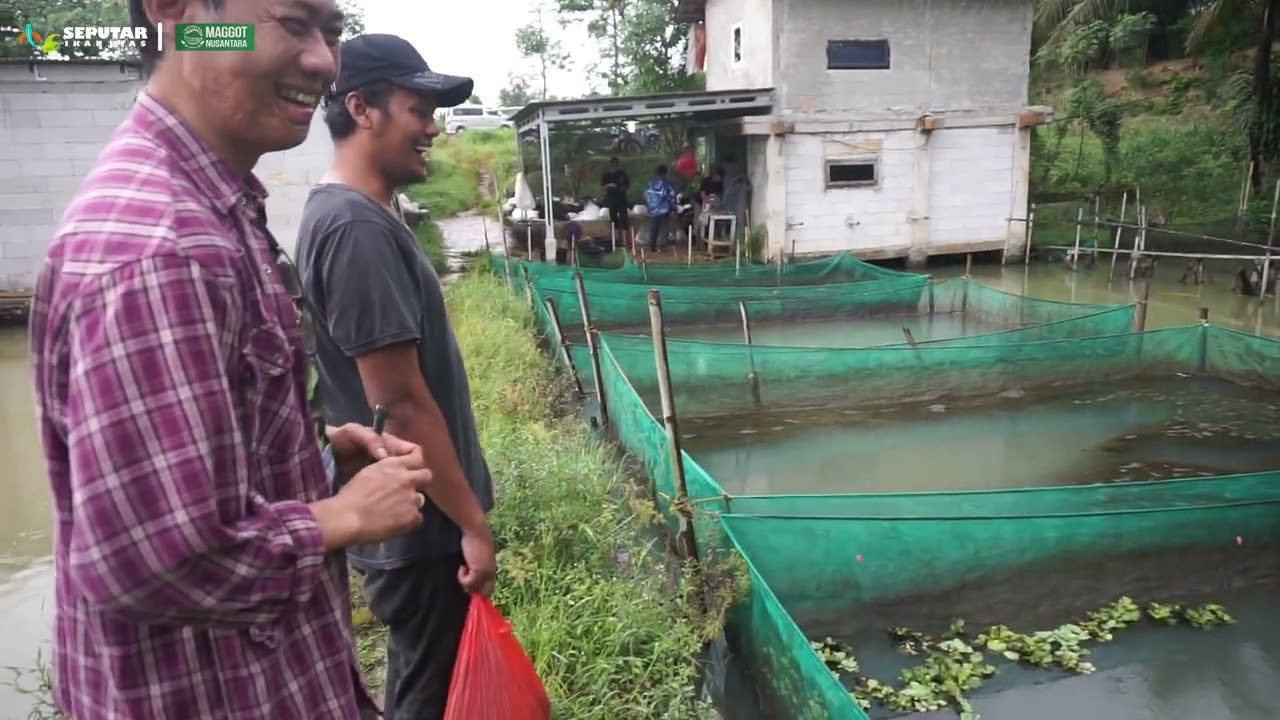 BUDIDAYA IKAN HIAS DI CISEENG - BOGOR | SEPUTAR IKAN HIAS