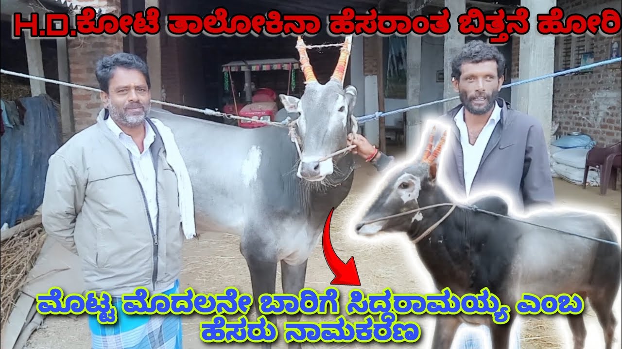 ಮೊತ್ತ ಗ್ರಾಮದ ಮಣಿಕಂಠಸ್ವಾಮಿ ರವರ 🦷ಎರಡು ಹಲ್ಲಿನ ಬಿತ್ತನೆ ಹೋರಿ🐂 ಹಾಗೂ  H F ಹೋರಿ 🐃