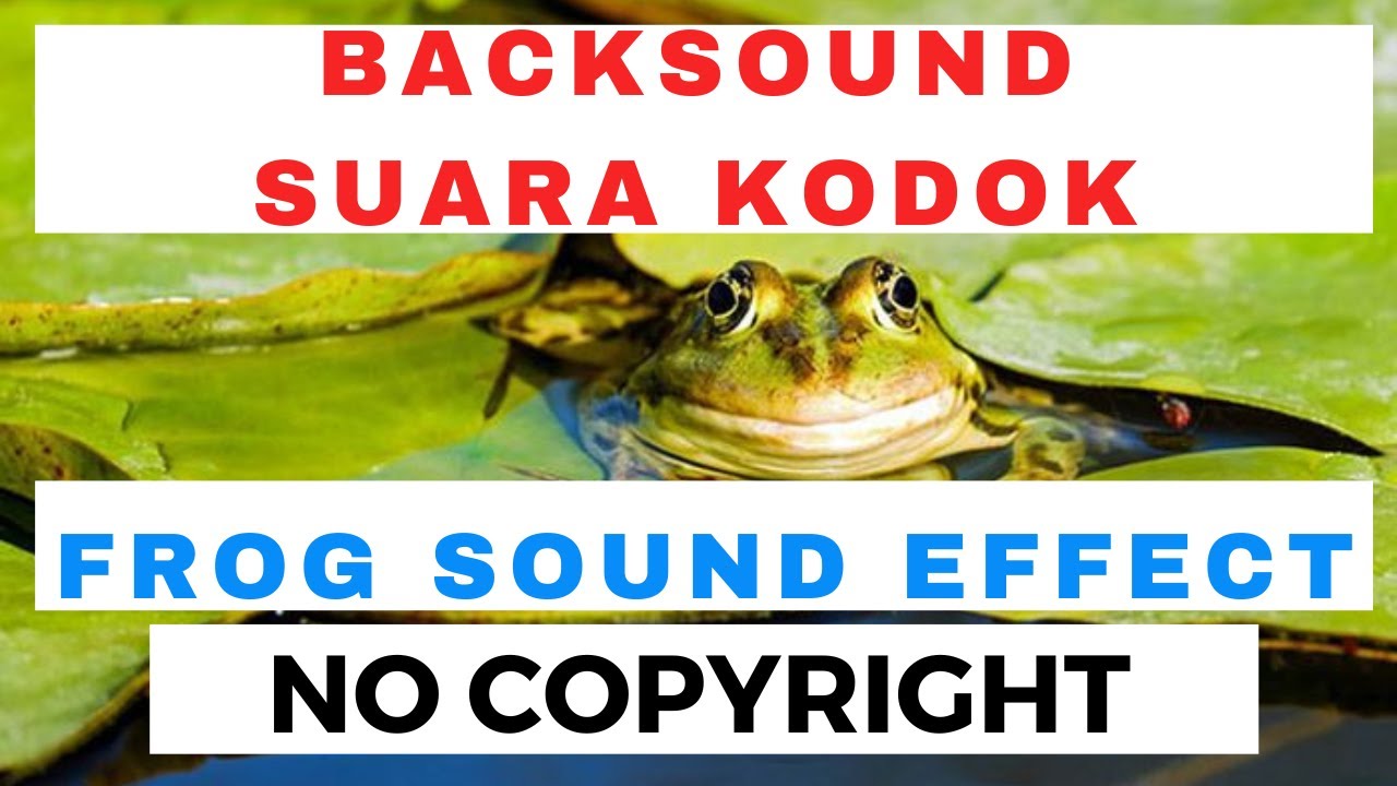Suara KODOK - FROG Sound Effect After Rain - Suara Kodok Setelah Hujan - NO COPYRIGHT