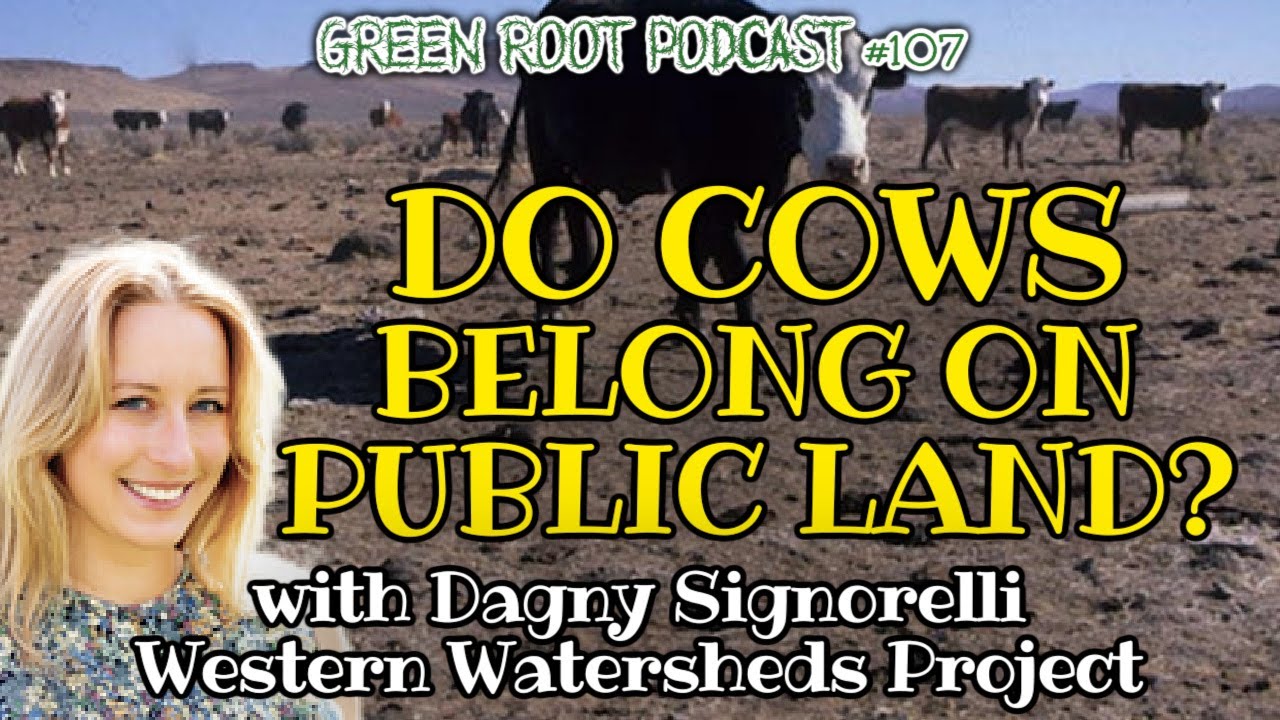 Do COWS Belong on PUBLIC LAND? #publicland #wildlife #environment