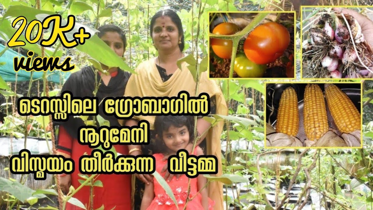 Vegitable Garden in Terrace/മട്ടുപ്പാവിലെ പച്ചക്കറി കൃഷിയിലൂടെ വിസ്മയം വിരിയിക്കുന്ന വീട്ടമ്മ