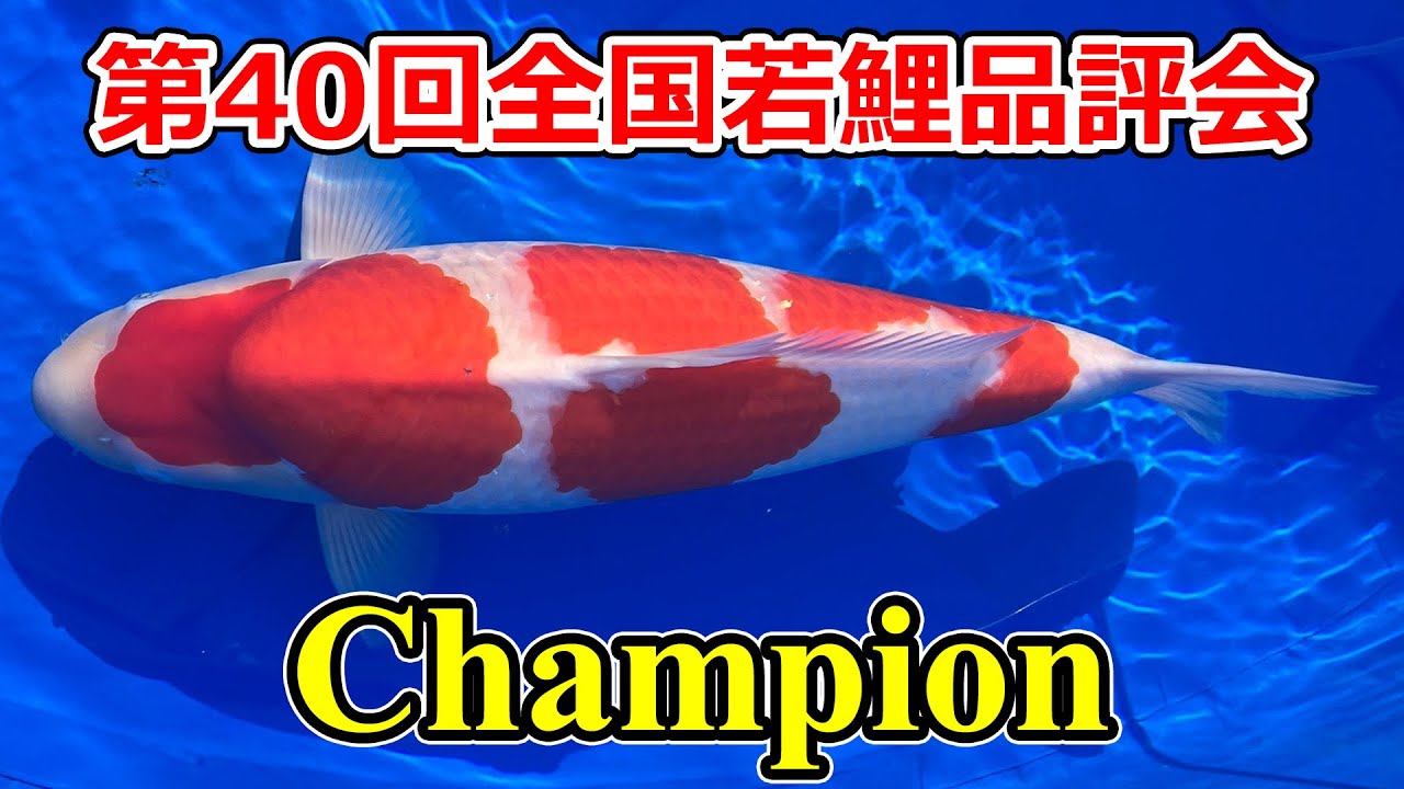 【受賞鯉】第40回錦鯉全国若鯉品評会　2024年3月23-24日