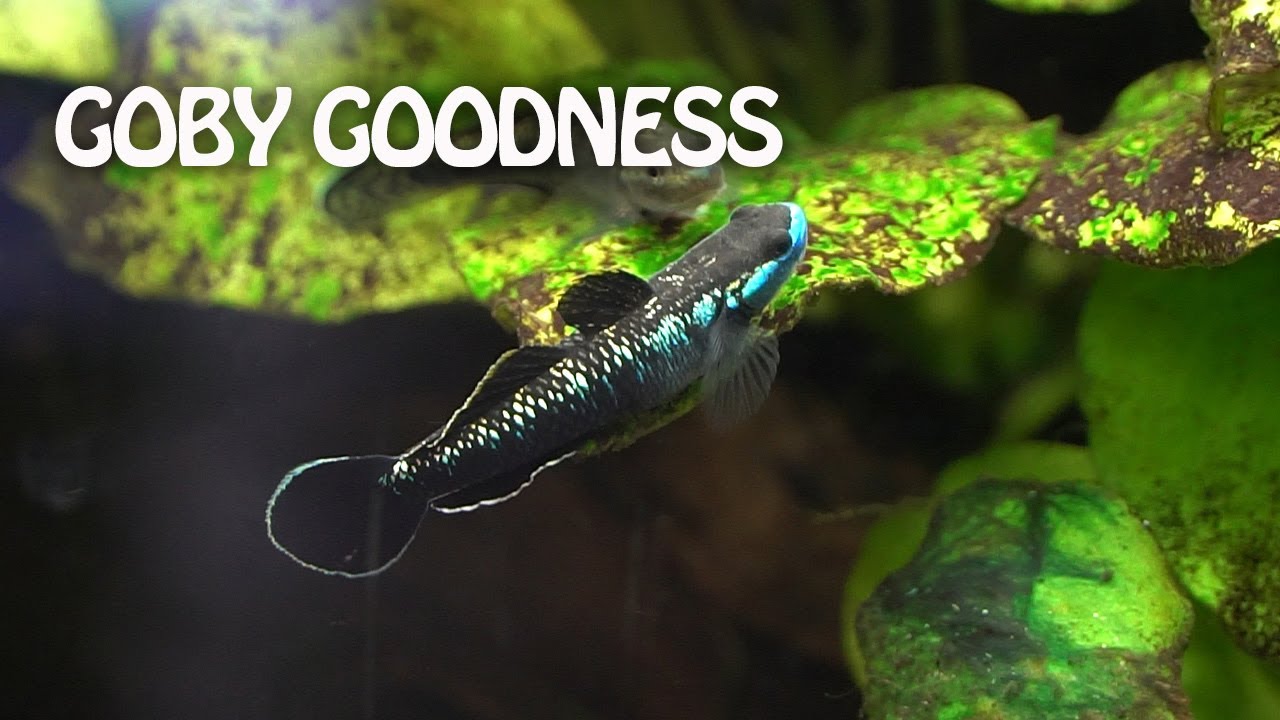 The shiniest fish in my fishroom