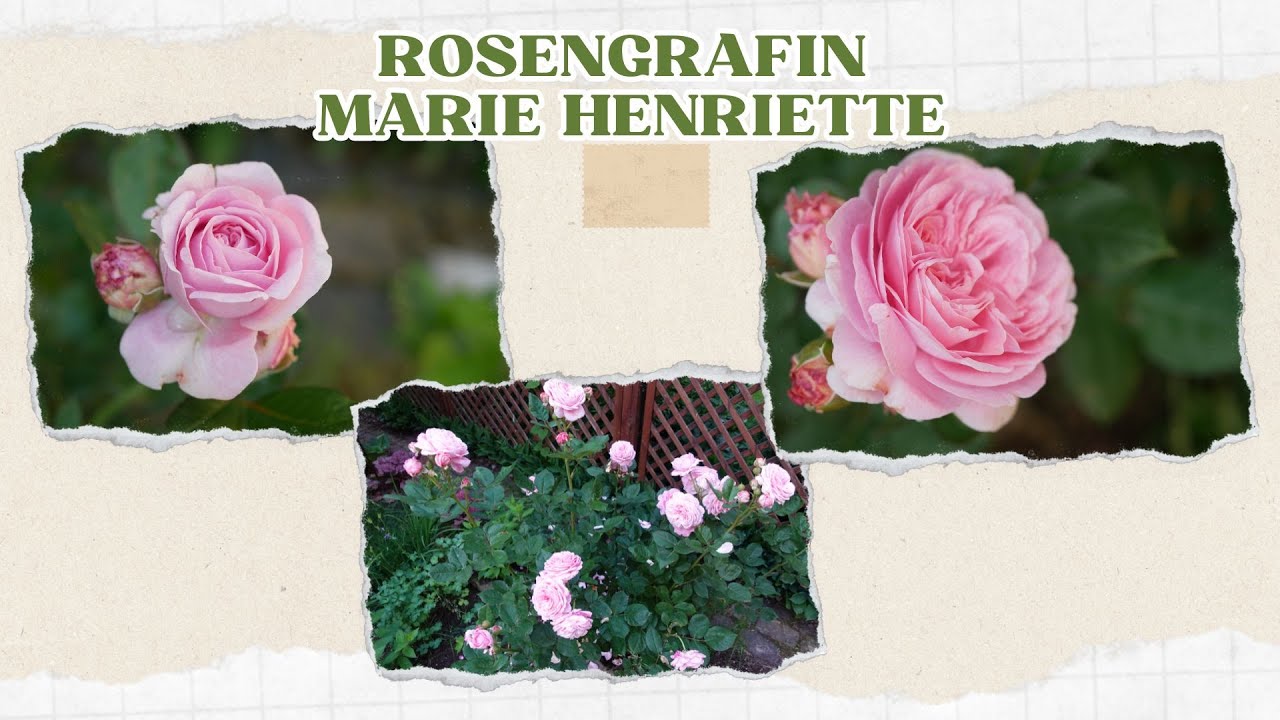 Kilka sł&oacute;w o r&oacute;ży rabatowej Rosengrafin Marie Henriette