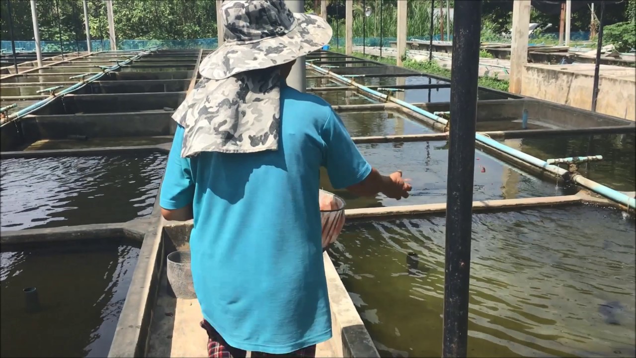 Trại Asit 2017 ( Goldfish Farm Asit 2017 )