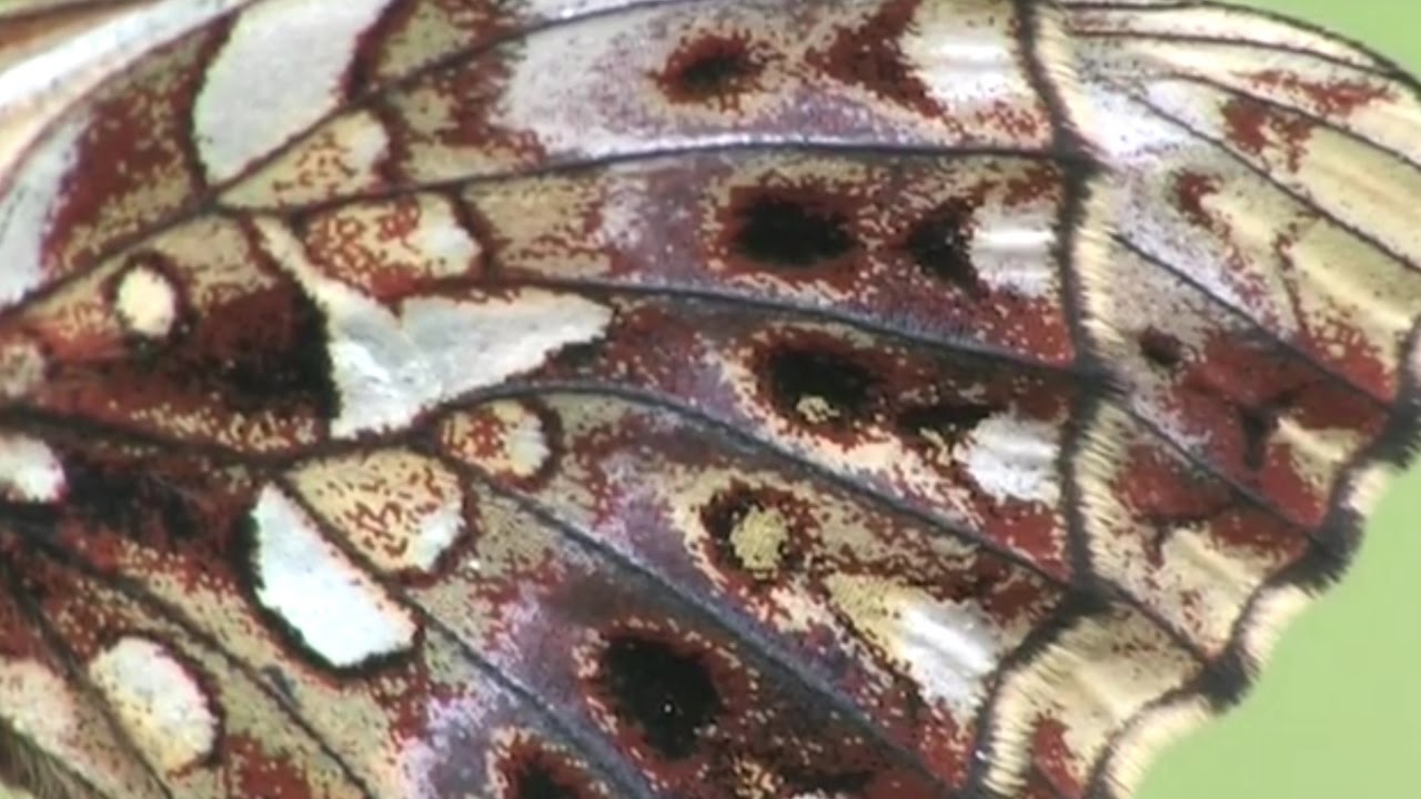 La Petite Violette (Boloria (Clossiana) dia)