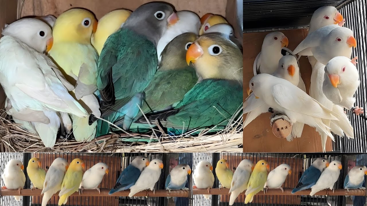 🌈 Lovebirds Mutation Breeding Progress | Nexus Birds 🦜