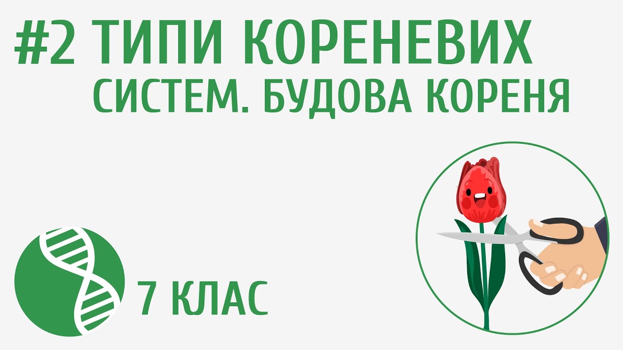 Типи кореневих систем. Будова кореня #2