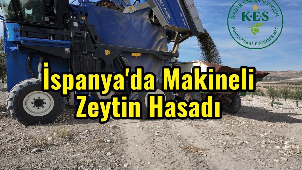 İspanya'da Makineli Zeytin Hasadı, Nasıl Yapılıyor? #zeytin #zeytinyağı #zeytinhasadı #tarım #olive 