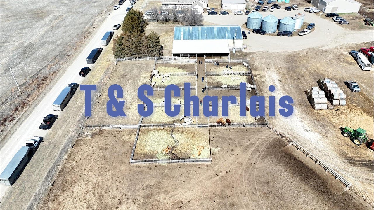 T & S Charolais Bull Sale March 7, 2026