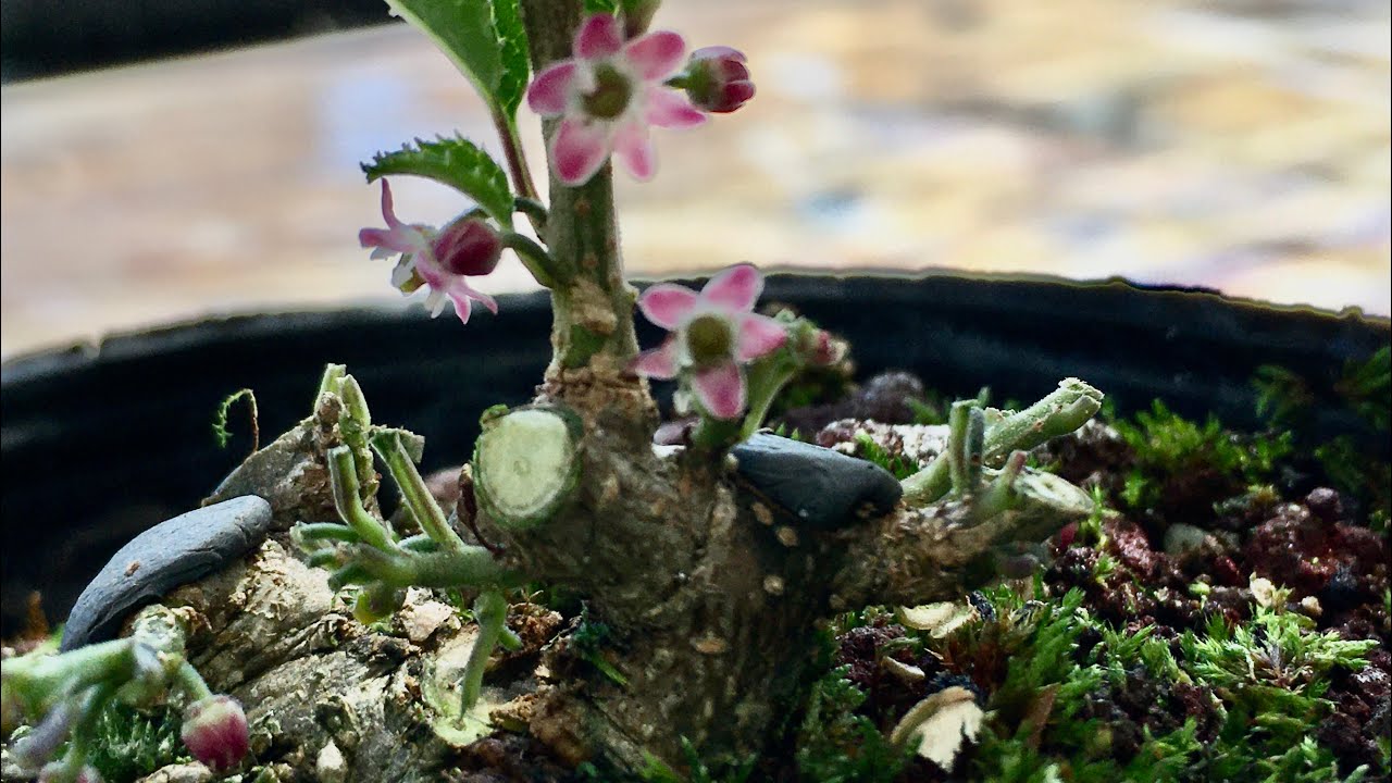 Dobre bonsai od samego początku będzie świecić nawet po wielu latach Śliwkowe sztuczne bonsai i przy