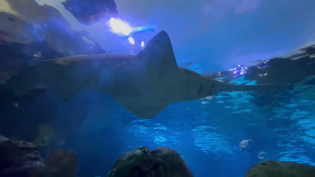 Ripley's Aquarium Canada