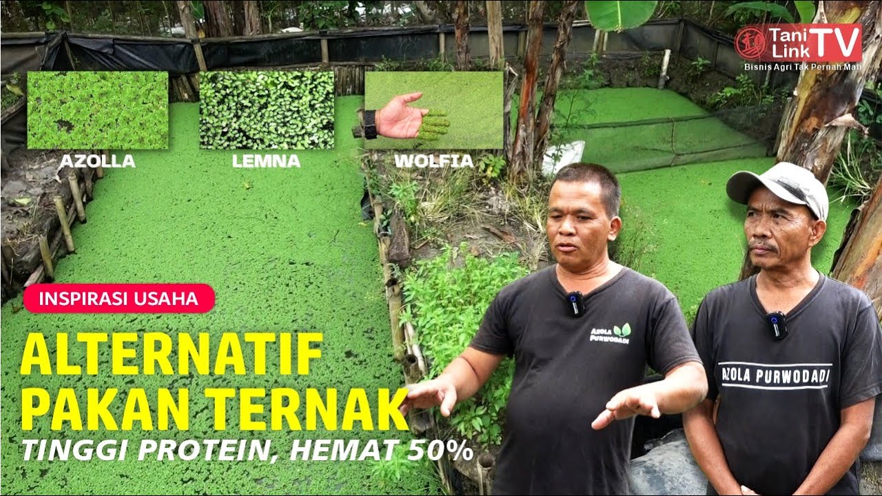 Budidaya Tanaman Paku Air, Azolla, Lemna, Wolffia. Pakan Alternatif Ikan & Unggas
