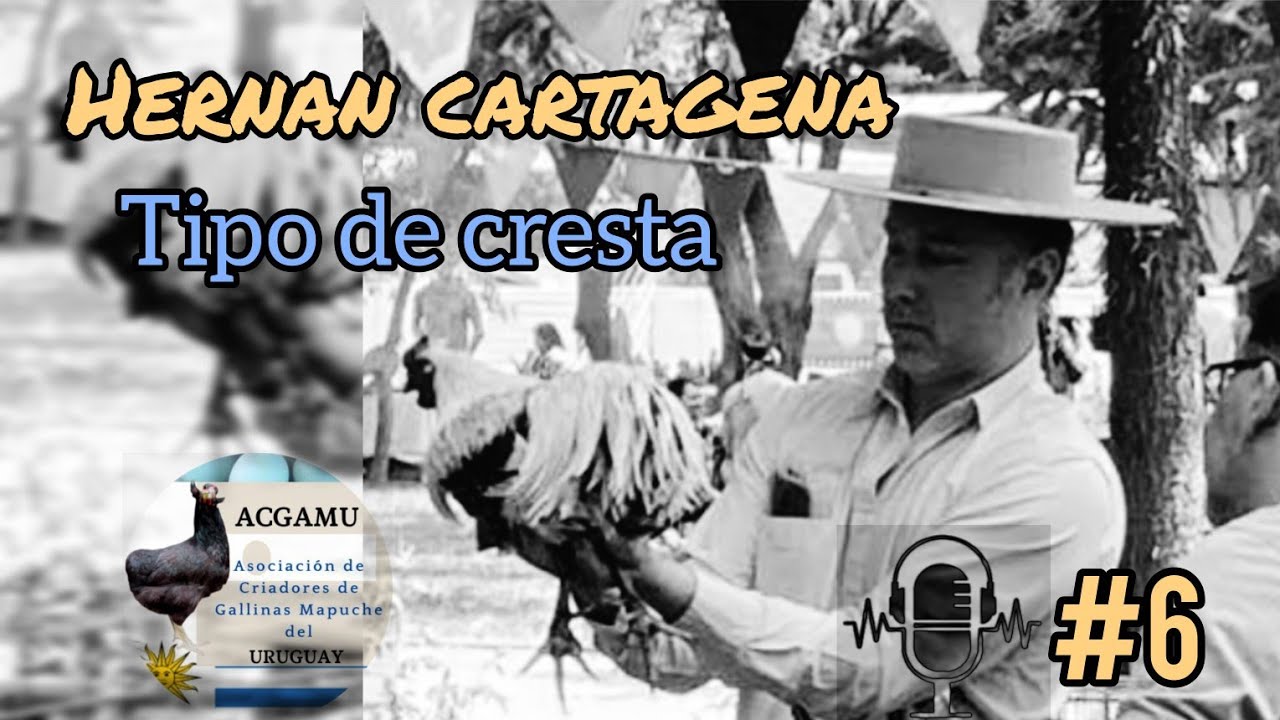 Tipo de cresta en la Gallina Mapuche. # Poscast !!! ACGAMU con Hernan Cartagena. 