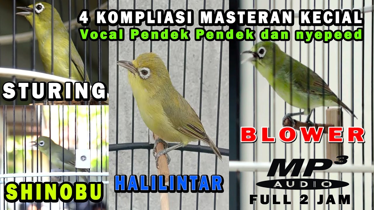 BAGUS BANGET BUAT JADI MASTERAN FOR KECIAL MUDA||EMPAT AUDIO KOMPLILASI KECIAL SUARA PENDEK TERBAIK