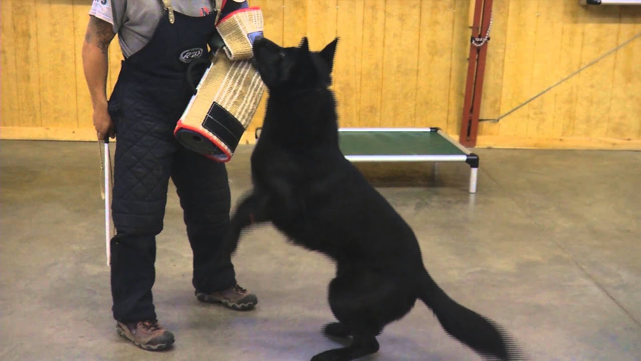 Beautiful Black German Shepherd 