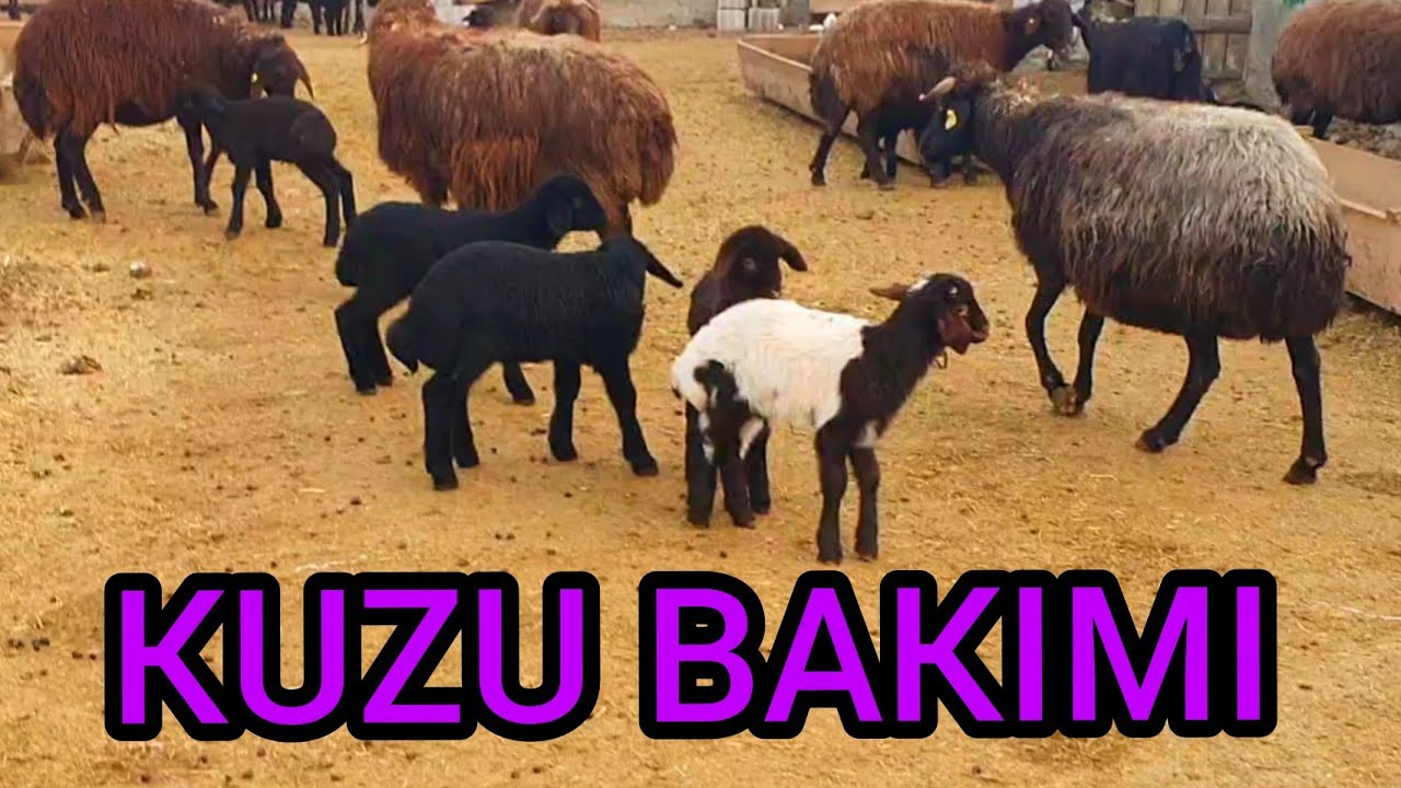KUZU BAKIMINDA NELERE DİKKAT EDİYORUZ    ( SİSLİ HAVA BİR KIŞ GÜNÜ )