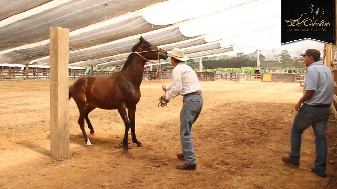 ESPECIAL: Cabezal Sierra Horse Halter  - www.delcaballista.com (HD)