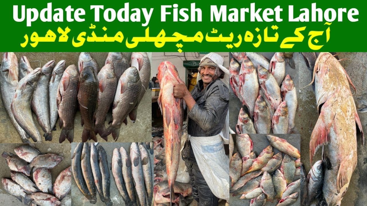 Update Fish Market Lahore |Lahore Machli Mandi |Today new rate list fish market|Latest video machli