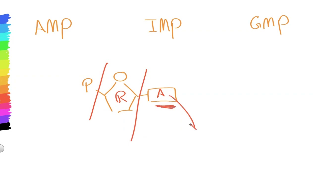 02 Purine metabolism 02