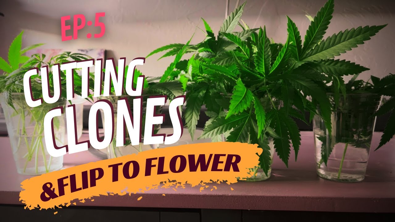 Cutting clones - Flipping to flower | Pineapple Express #2 Grow Log (EP:5) - G13 Labs