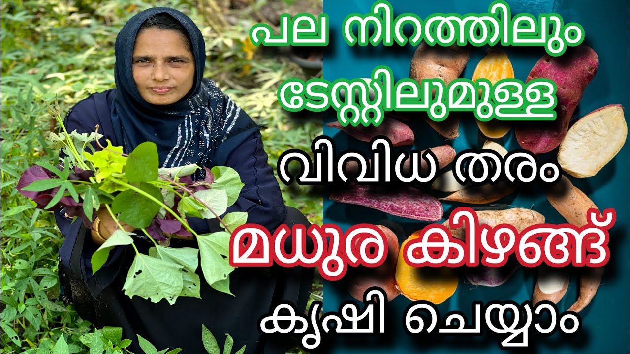 പല നിറത്തിലും ടേസ്റ്റിലുമുള്ള വിവിധ തരം മധുര കിഴങ്ങ് | Sweet Potato Farming Tips | Madhura Kizhangu