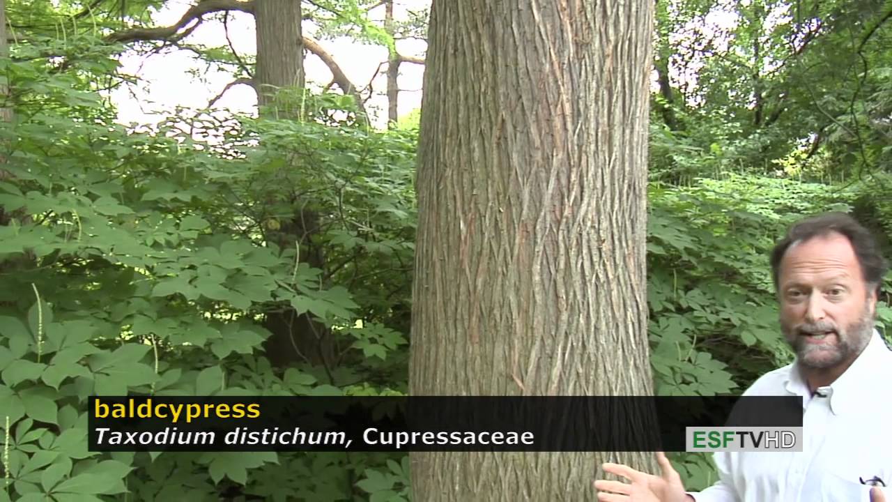 Trees with Don Leopold - baldcypress