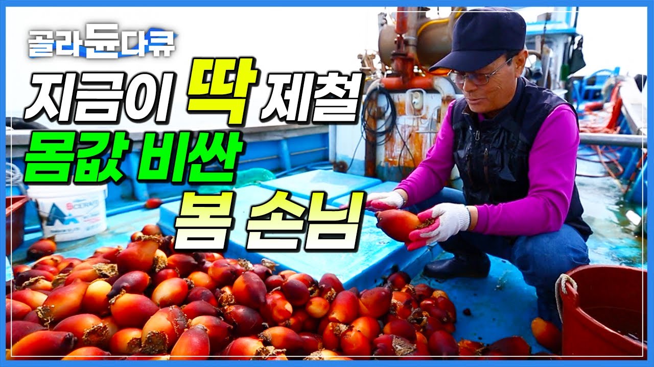 &lsquo;양식 못하는 귀한 놈&rsquo; 한국에선 동해에서만 잡힌다는 몸값 비싼 봄 손님┃바다의 붉은 꽃 비단멍게┃강원 고성 자연산 멍게잡이┃한국기행┃#골라듄다큐