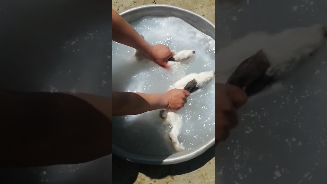 تطهير الأرانب من الجرب