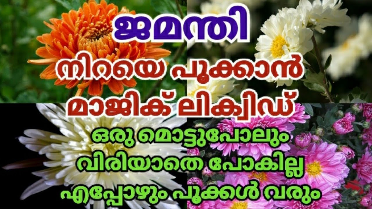 ജമന്തി നിറയെ പൂക്കുന്ന മാജിക്‌ ലിക്വിഡ്!നിറയെ ബ്രാഞ്ച്കള്‍ വന്നു ബുഷിയാവും|Jamanthi Plant Malayalam