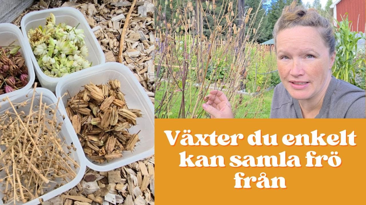 🌱 Samla egna fr&ouml;er &ndash; S&aring; sparar du fr&ouml;er fr&aring;n tr&auml;dg&aring;rden! 🌸