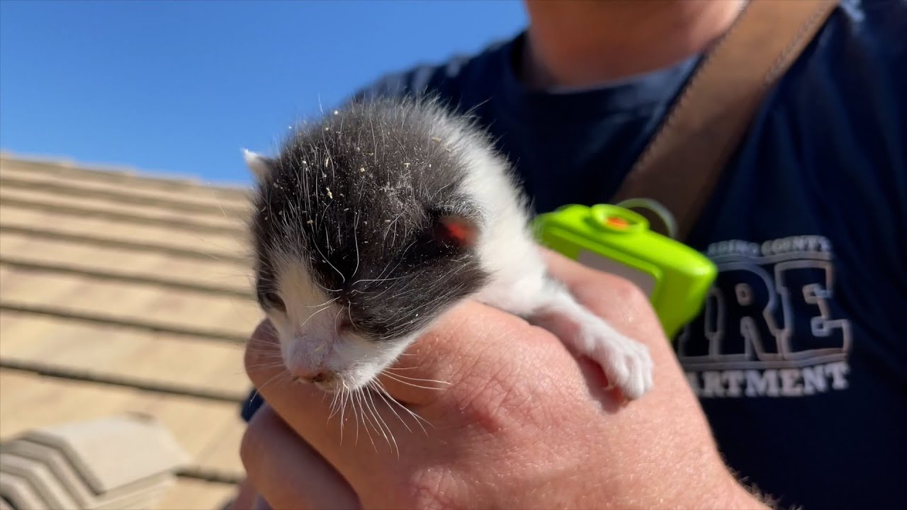 Firefighters Rescue Litter of Kittens