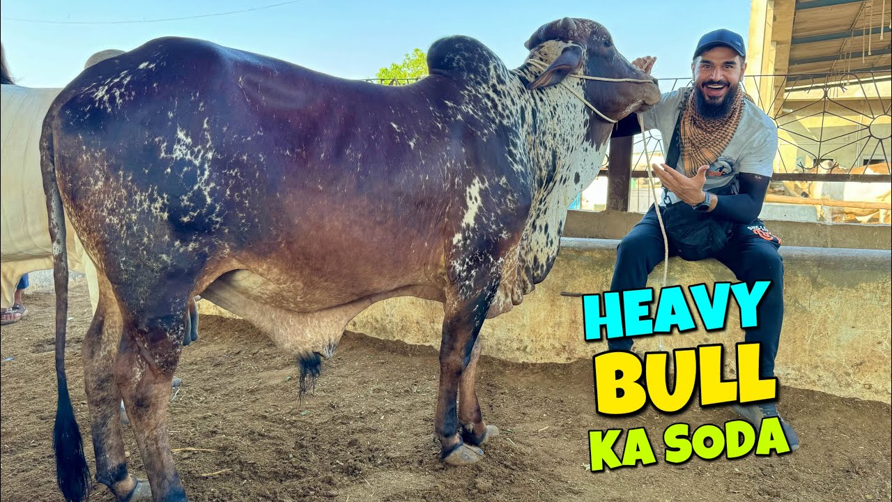 VIP janwar ka soda kar lia 😍🐂 kon si mandi se lia ?