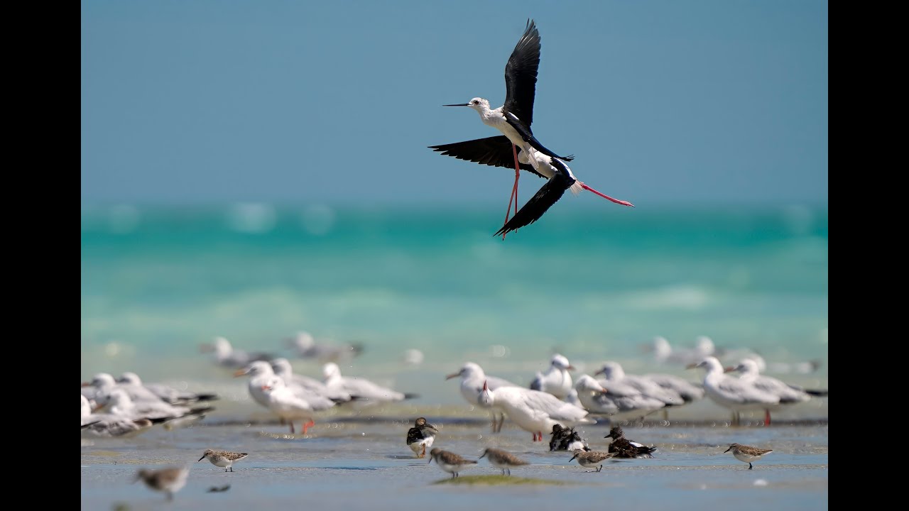 Les oiseaux de mer 