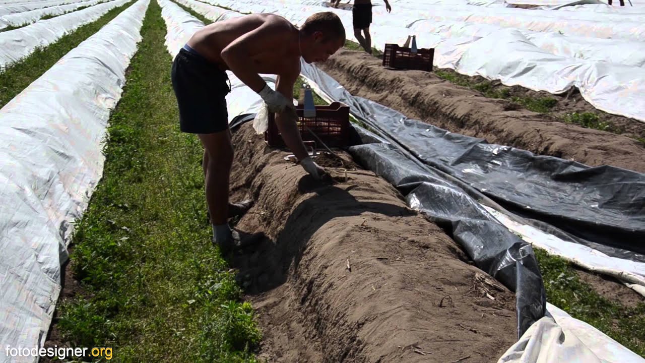 Spargel - Vom Anbau bis zum Verzehr