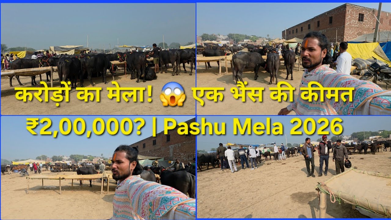 ​औरैया का ऐतिहासिक 'दुबे का मेला'! 😱 एक भैंस की कीमत ₹2,00,000 | Auraiya Dube Ke Mela 2026