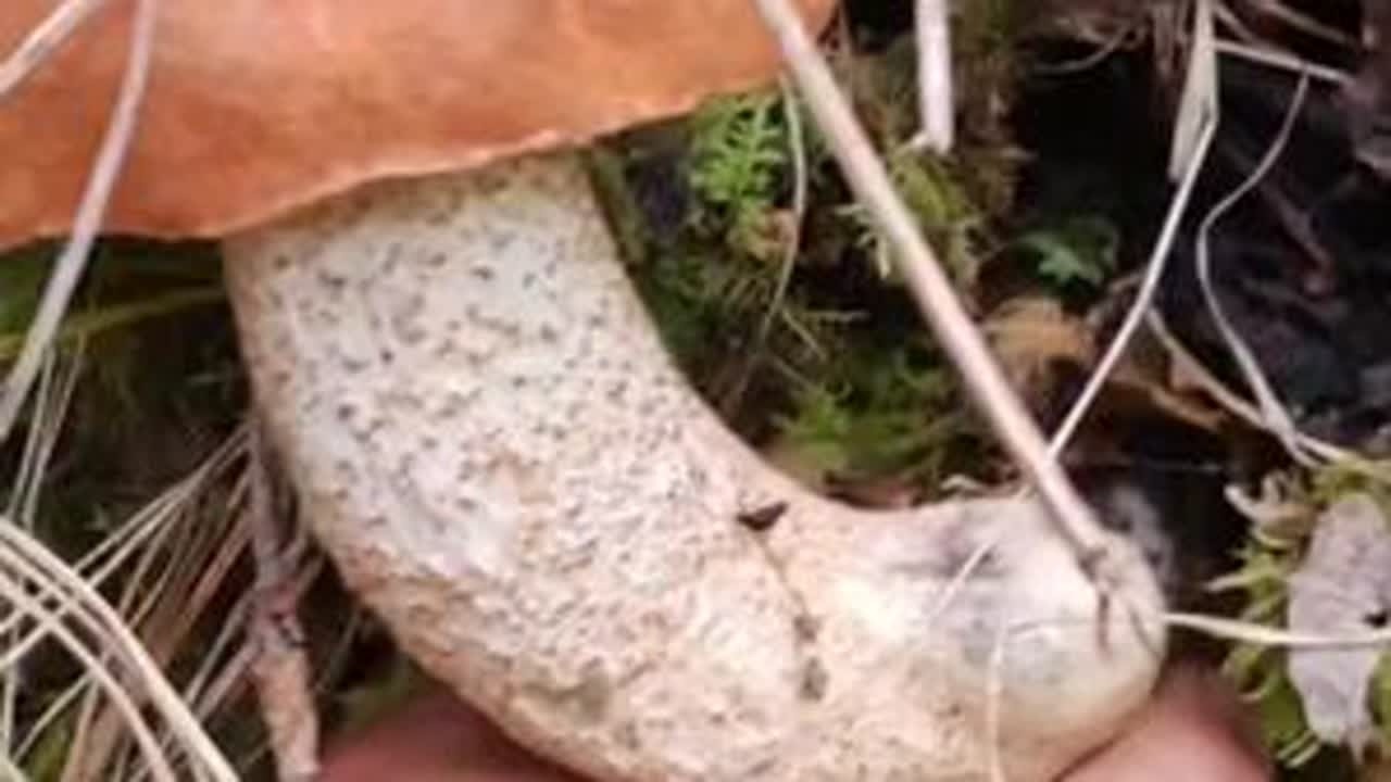 大山里面的野生菌已经上市了，你确定不带上你的家人来体验一下捡菌子的快乐吗？@《山野村夫》潘哥