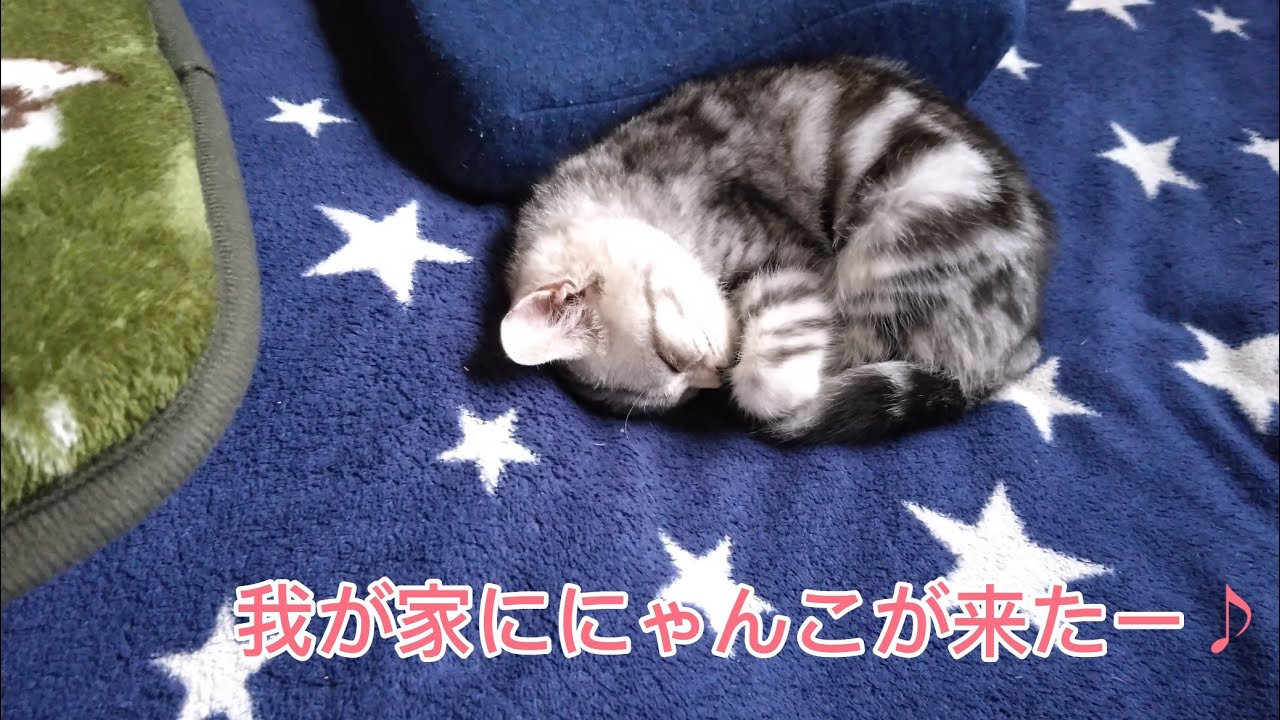 にゃんことの暮らしが始まりました
