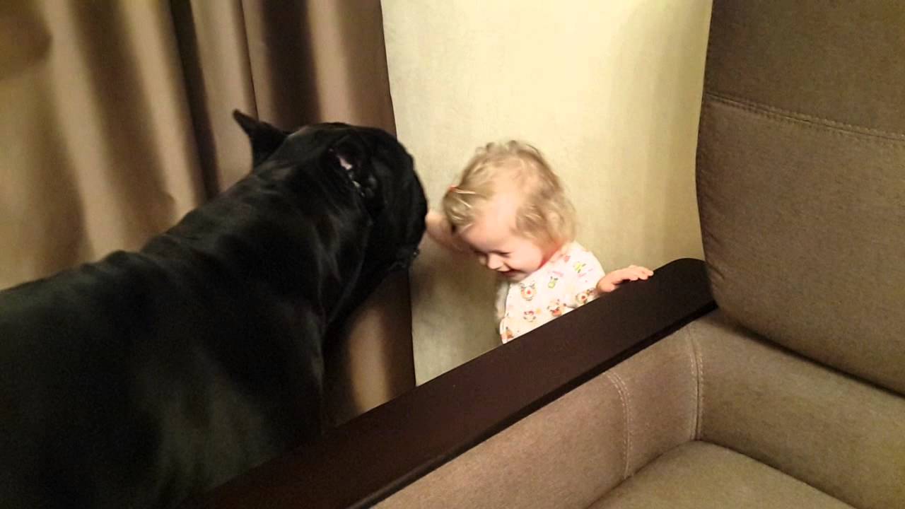 Cane corso Balder and a little girl ❤️ Кане корсо Бальдер и малышка