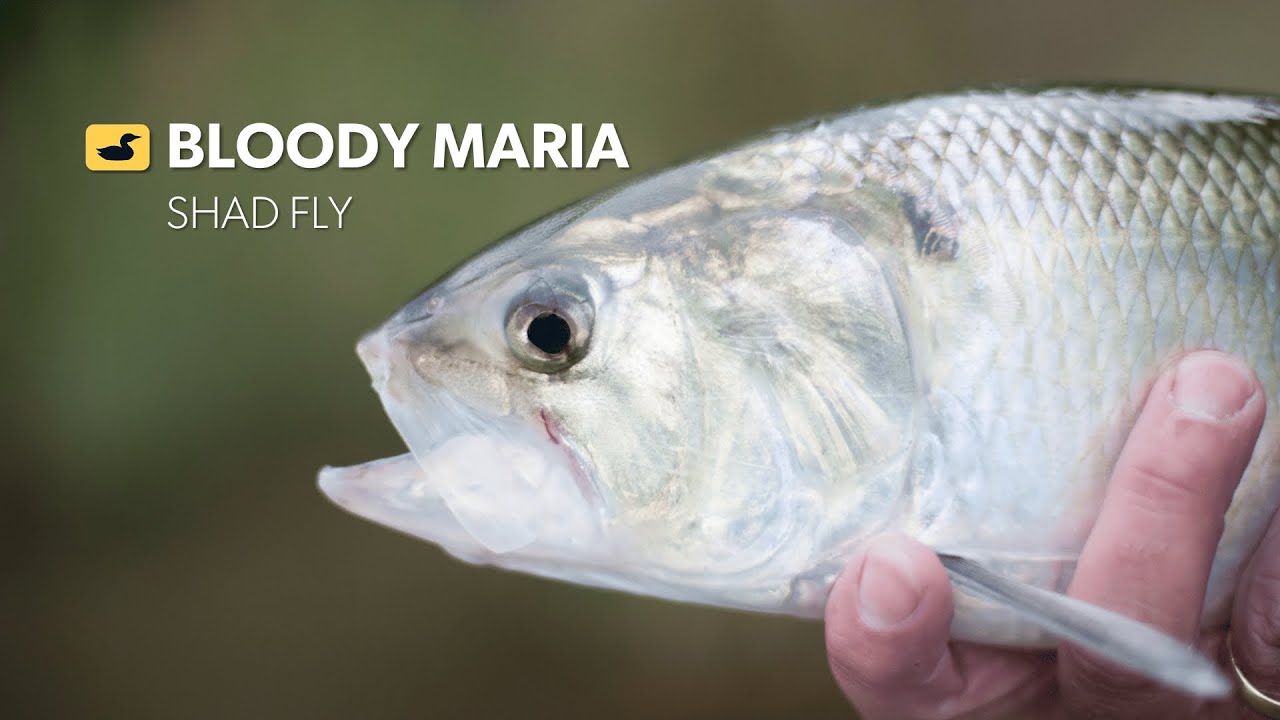 Fly Tying Tutorial: Bloody Maria