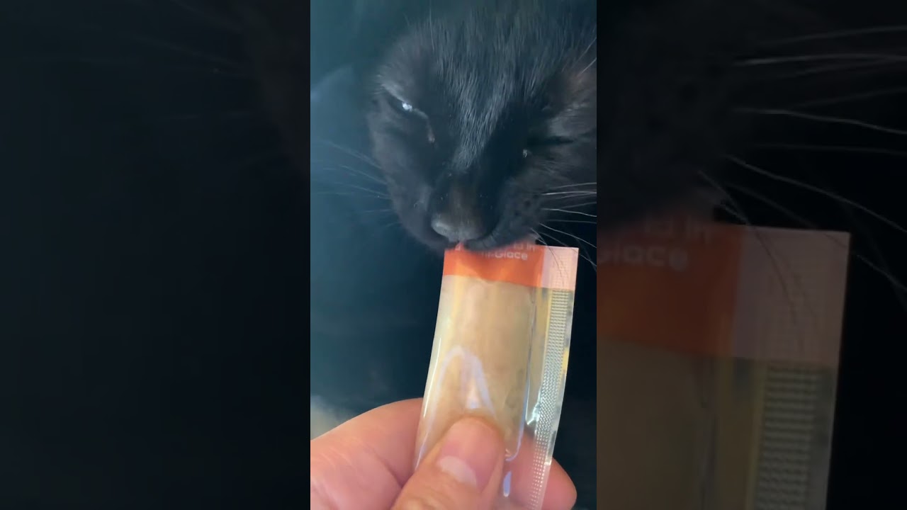 Feeding My Picky Cat Fancy Feast - Watch How I Wake Her Up!