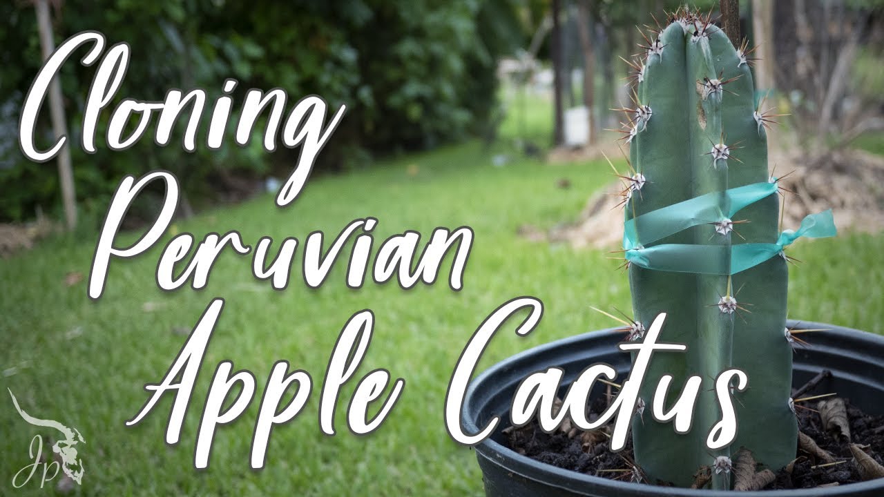 Propagating Peruvian Apple Cactus