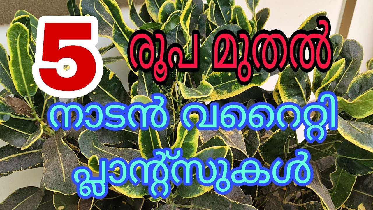 5 രൂപ മുതൽ വറൈറ്റി പ്ലാന്റ്സുകൾ സ്വന്തമാക്കാം 😱😱Tasty world 