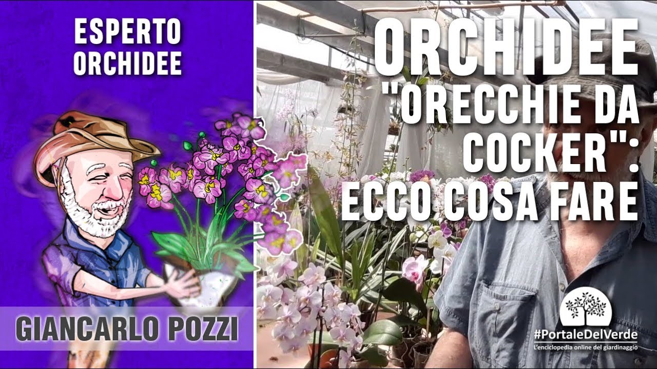 Cosa fare quando l'orchidea ha  le 