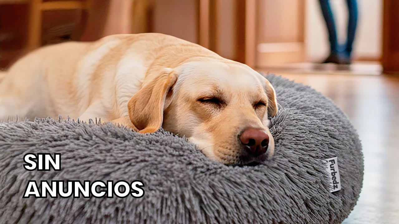 12 Horas de M&uacute;sica Relajante para Perros con Ansiedad por Separaci&oacute;n (para cuando te vas de casa)